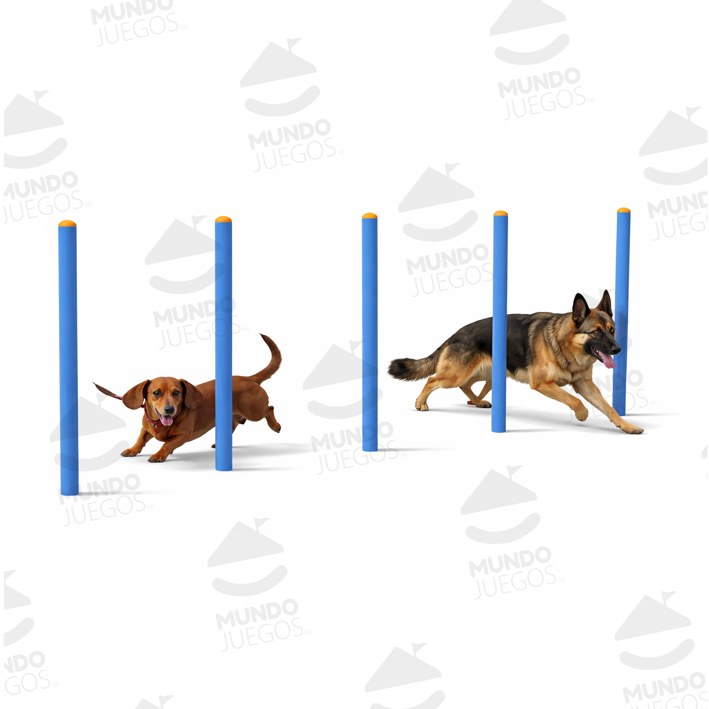 ZIG ZAG CANINO
